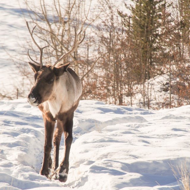 Arctic Day: Wildlife & Hot Springs | half day (Mar 5, 2019)