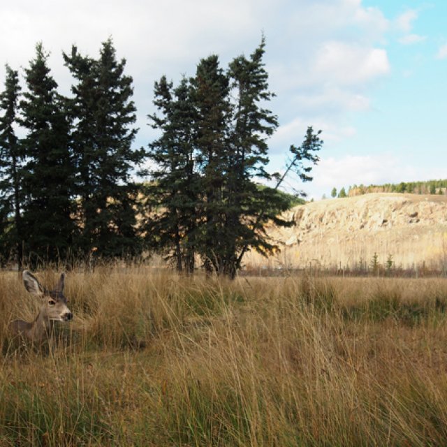 Arctic Day: Wildlife & Hot Springs | half day (Sep 23, 2016)