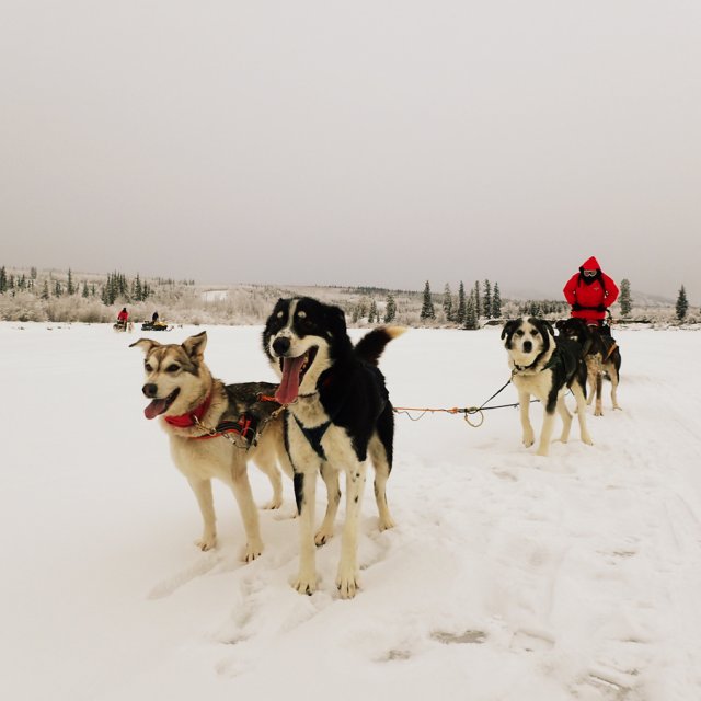 Arctic Day: Dog Sledding | half day (Jan 1, 2015)