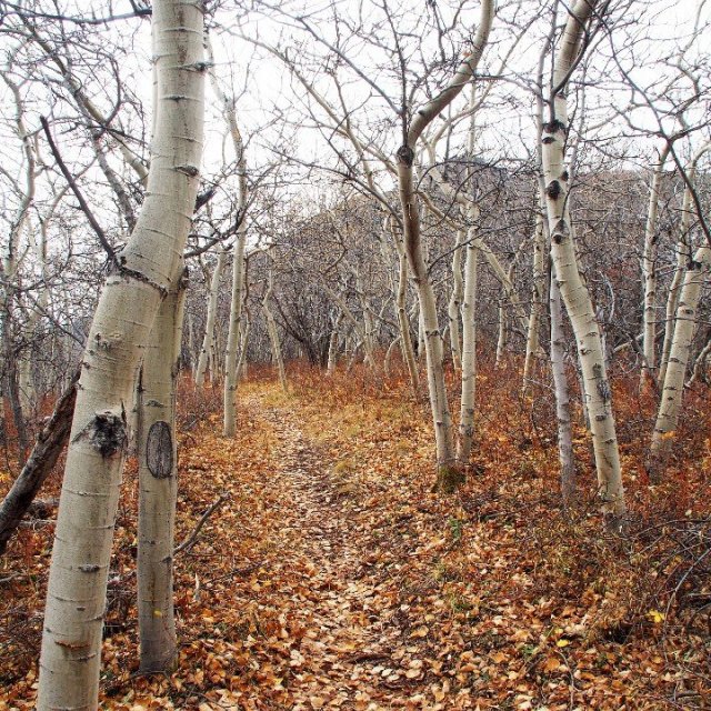 Arctic Day: Carcross & Southern Lakes Hiking Tour | full day (Oct 3, 2020)