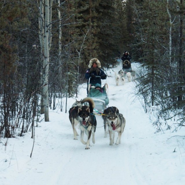 Arctic Day: Dog Sledding Tour | half day (Dec 22, 2018)