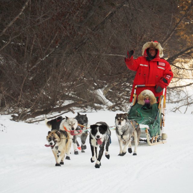 Arctic Day: Dog Sledding | half day (Jan 10, 2017)