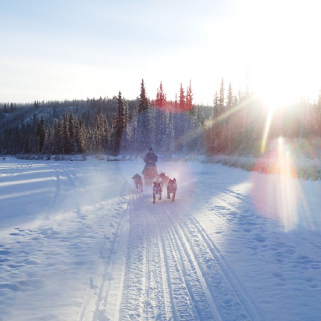 Arctic Day: Dog Sledding | half day (Jan 21, 2017)