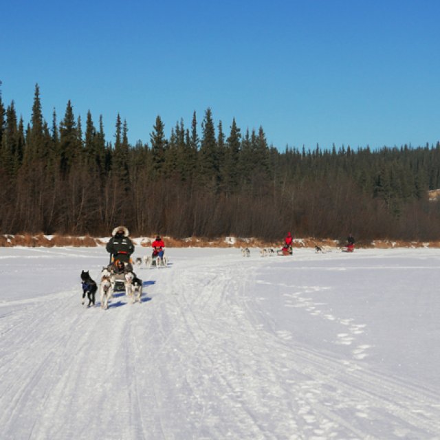 Arctic Day: Dog Sledding | half day (Feb 6, 2017)