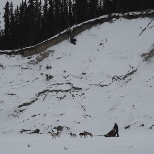 Arctic Day: Dog Sledding | half day (Feb 11, 2017)