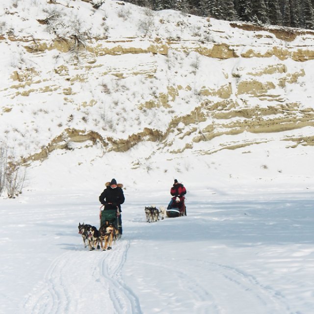 Arctic Day: Dog Sledding | half day (Mar 3, 2017)