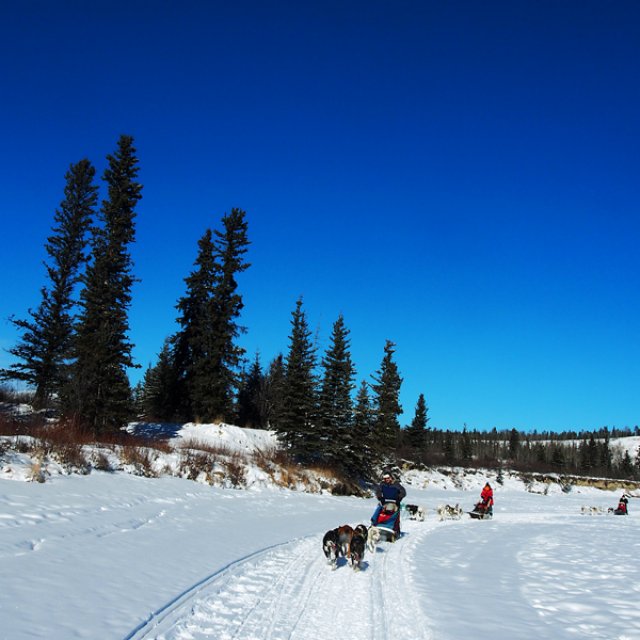 Arctic Day: Dog Sledding | half day (Mar 4, 2017)
