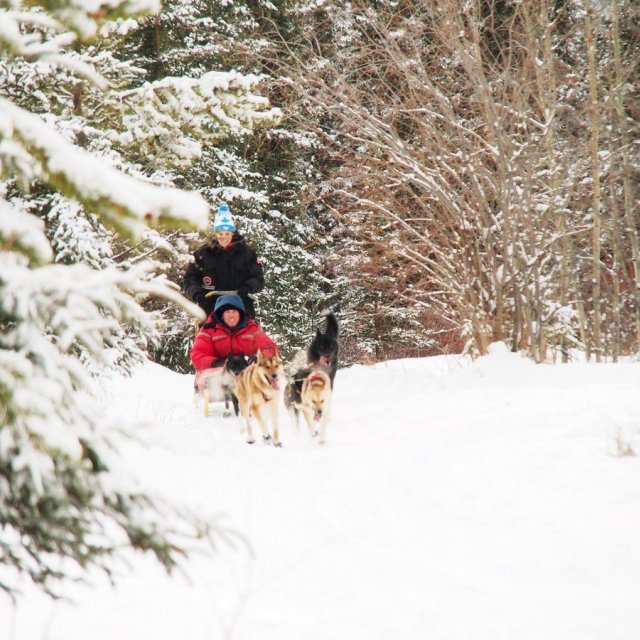 Arctic Day: Dog Sledding Tour | half day (Jan 26, 2019)