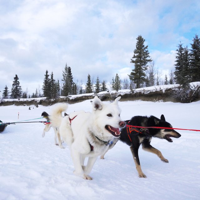 Arctic Day: Dog Sledding | half day (Feb 23, 2013)