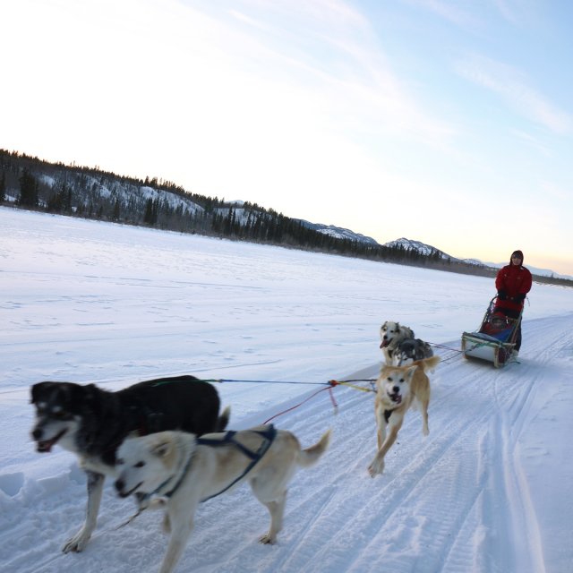 Arctic Day: Dog Sledding | half day (Jan 3, 2014)