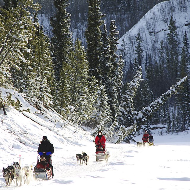 Arctic Day: Dog Sledding | half day (Jan 23, 2013)