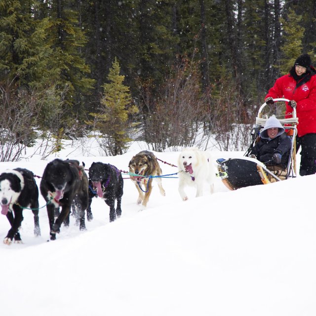 Arctic Day: Dog Sledding | half day (Feb 15, 2013)