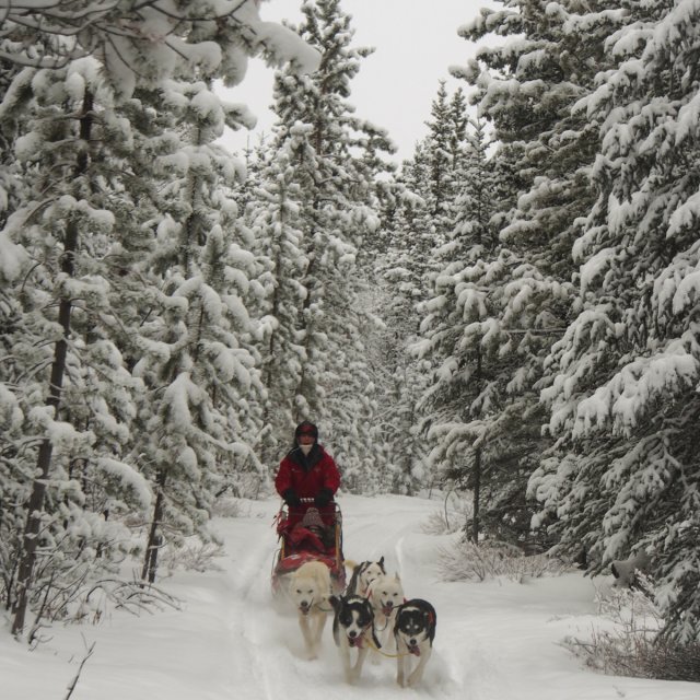 Arctic Day: Dog Sledding | half day (Nov 29, 2013)