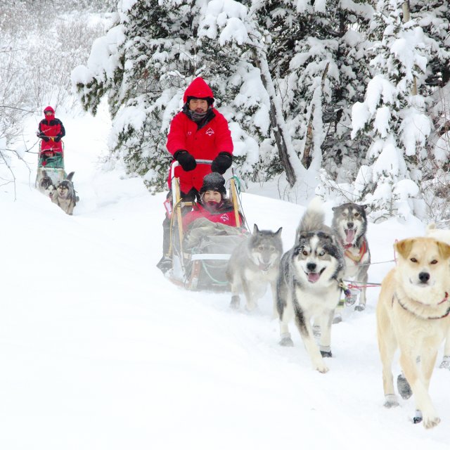 Arctic Day: Dog Sledding | half day (Dec 29, 2013)