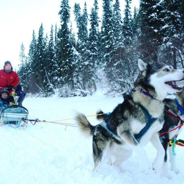 Arctic Day: Dog Sledding | half day (Jan 1, 2014)