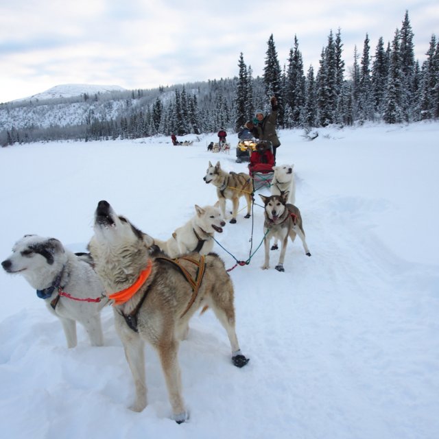 Arctic Day: Dog Sledding | half day (Jan 11, 2014)