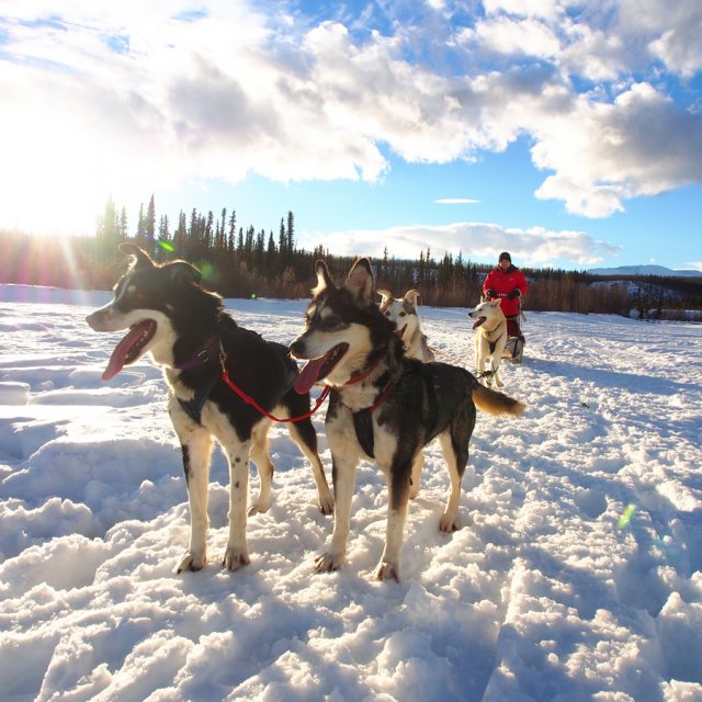 Arctic Day: Dog Sledding | half day (Jan 23, 2014)