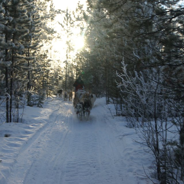 Arctic Day: Dog Sledding | half day (Feb 02, 2014)