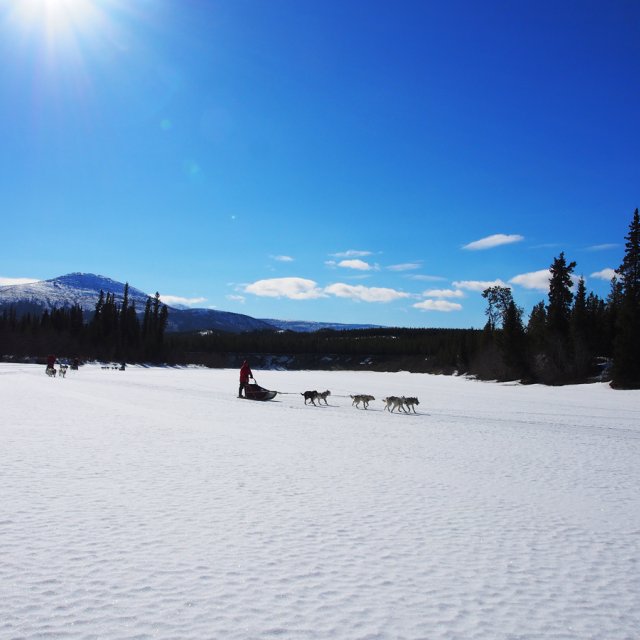 Arctic Day: Dog Sledding | half day (Mar 23, 2014)