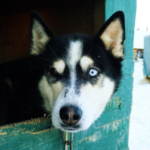 Arctic Day: Dog Sledding | half day (Dec 27, 2014)