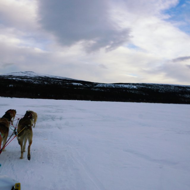 Arctic Day: Dog Sledding | half day (Dec 30, 2014)