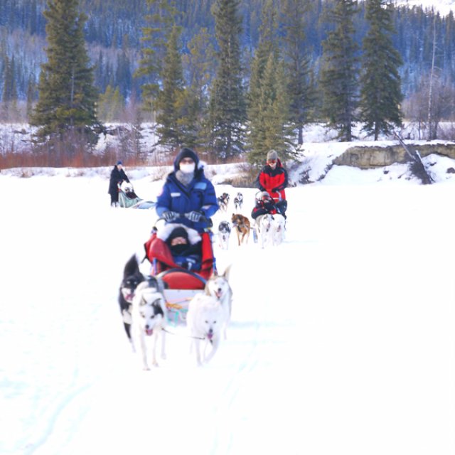 Arctic Day: Dog Sledding | half day (Feb 11, 2016)