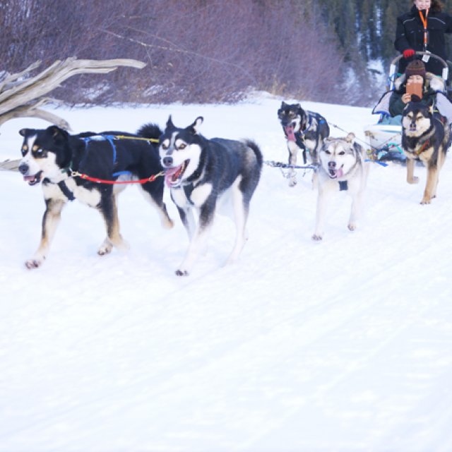 Arctic Day: Dog Sledding | half day (Feb 12, 2016)