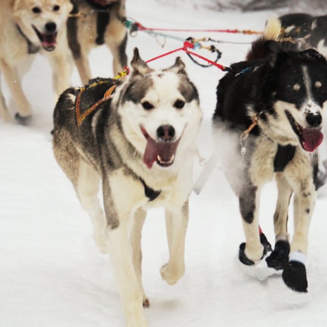 Arctic Day: Dog Sledding | half day (Dec 3, 2016)