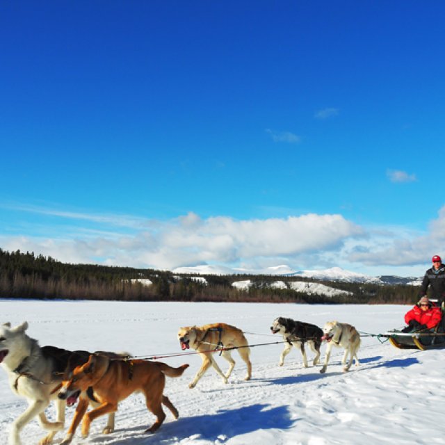 Arctic Day: Dog Sledding | half day (Mar 30, 2017)