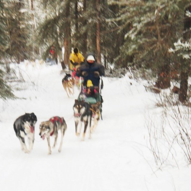 Arctic Day: Dog Sledding Tour | half day (Dec 26, 2018)