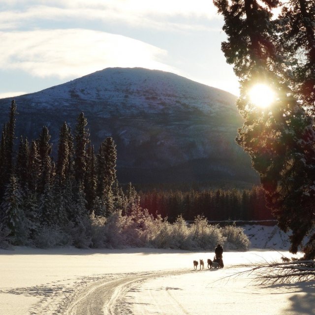 Arctic Day: Dog Sledding Tour | half day (Jan 17, 2019)