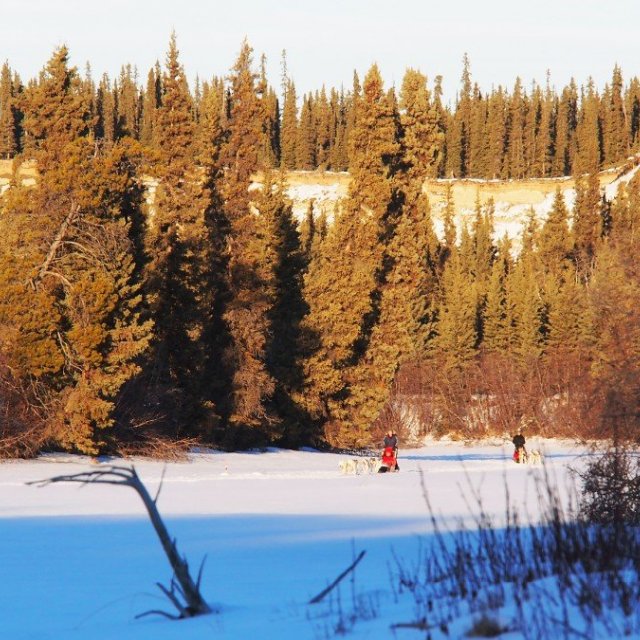 Arctic Day: Dog Sledding Tour | half day (Jan 25, 2019)