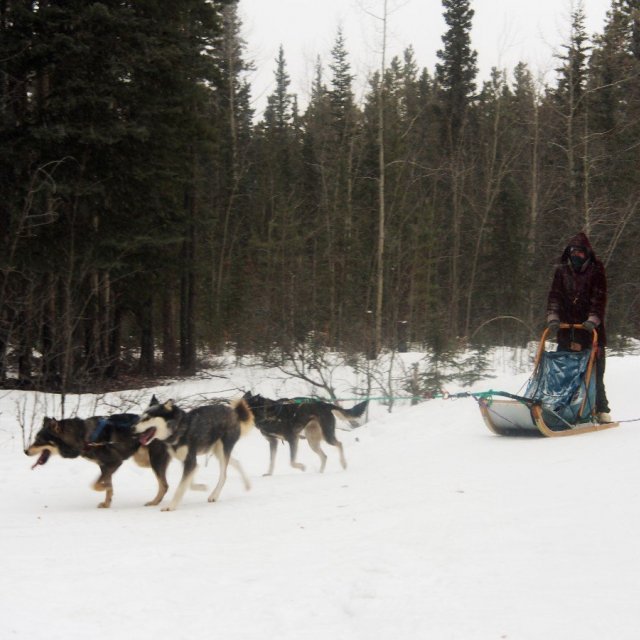 Arctic Day: Dog Sledding Tour | half day (Dec 5, 2019)