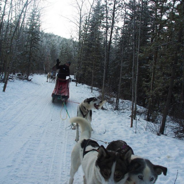 Arctic Day: Dog Sledding Tour | half day (Dec 8, 2019)