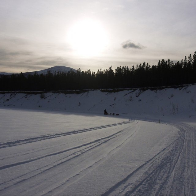 Arctic Day: Dog Sledding Tour | half day (Feb 9, 2020)