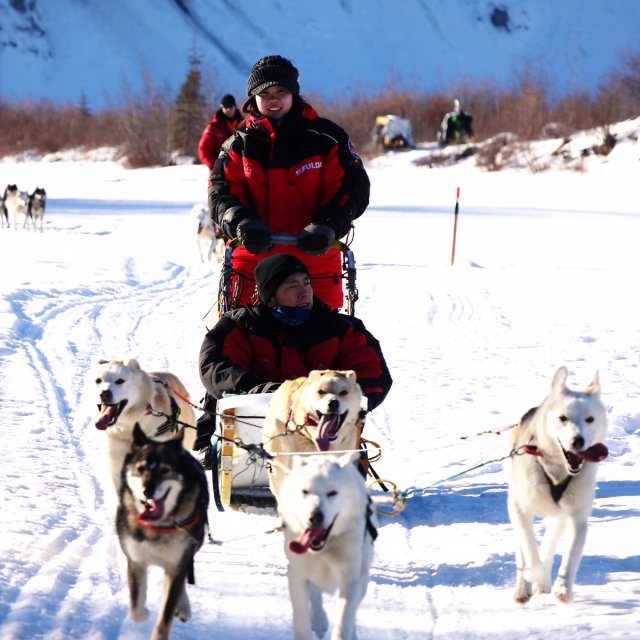 Arctic Day: Dog Sledding | half day (Feb 24, 2015)
