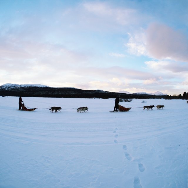 Arctic Day: Dog Sledding | half day (Dec 22, 2014)