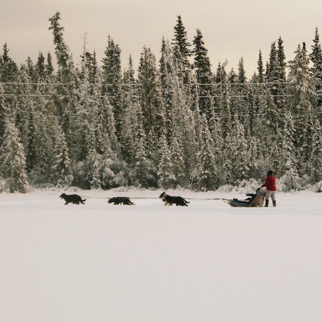 Arctic Day: Dog Sledding | half day (Dec 31, 2014)