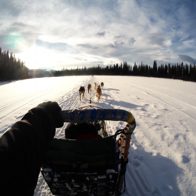 Arctic Day: Dog Sledding | full day (Feb 15, 2015)