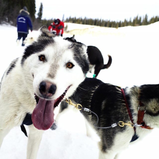 Arctic Day: Dog Sledding | half day (Feb 16, 2015)