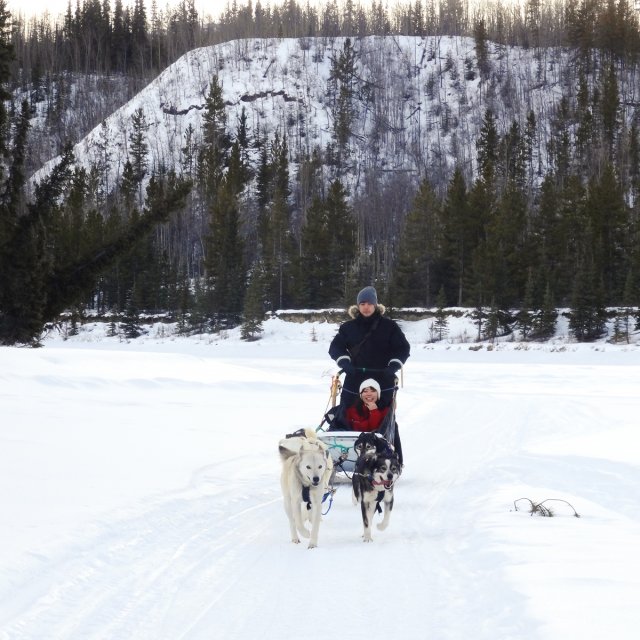 Arctic Day: Dog Sledding | half day (Feb 23, 2015)