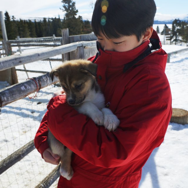 Arctic Day: Dog Sledding | half day (Apr 1, 2015)