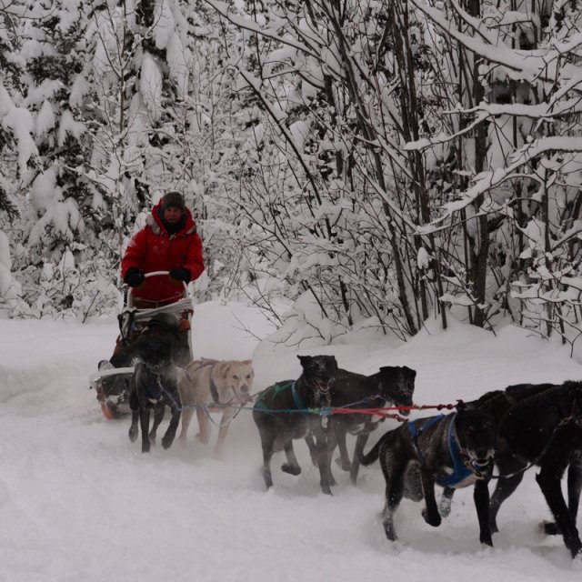 Arctic Day: Dog Sledding Delight (Dec 26, 2013)