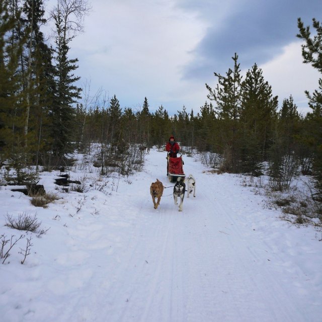 Arctic Day: Dog Sledding Tour | half day (Nov 26, 2018)