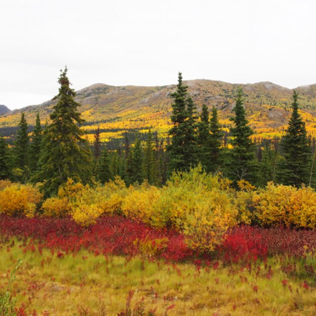 Arctic Day: Kluane National Park Tour | full day (Sep 1, 2016)