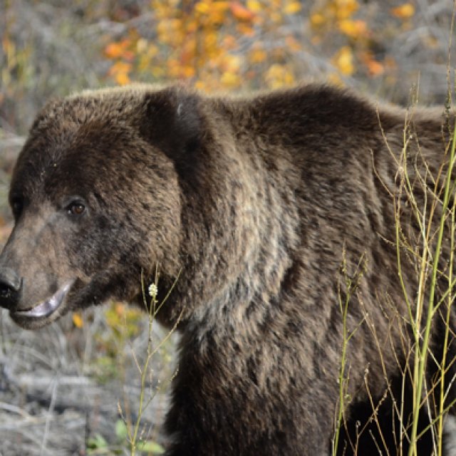 Arctic Day: Kluane National Park Tour | full day (Sep 12, 2015)