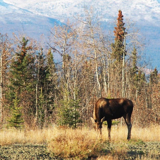 Arctic Day: Kluane National Park Tour | full day (Sep 27, 2019)