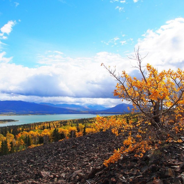 Arctic Day: Kluane National Park Tour | full day (Sep 9, 2020)