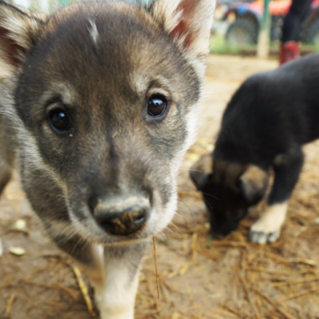 Arctic Day: Meet the Huskies | half day (Sep 11, 2016)