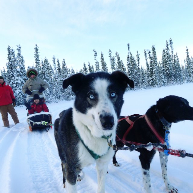 Santa Express | Dog Sledding & Hot Springs